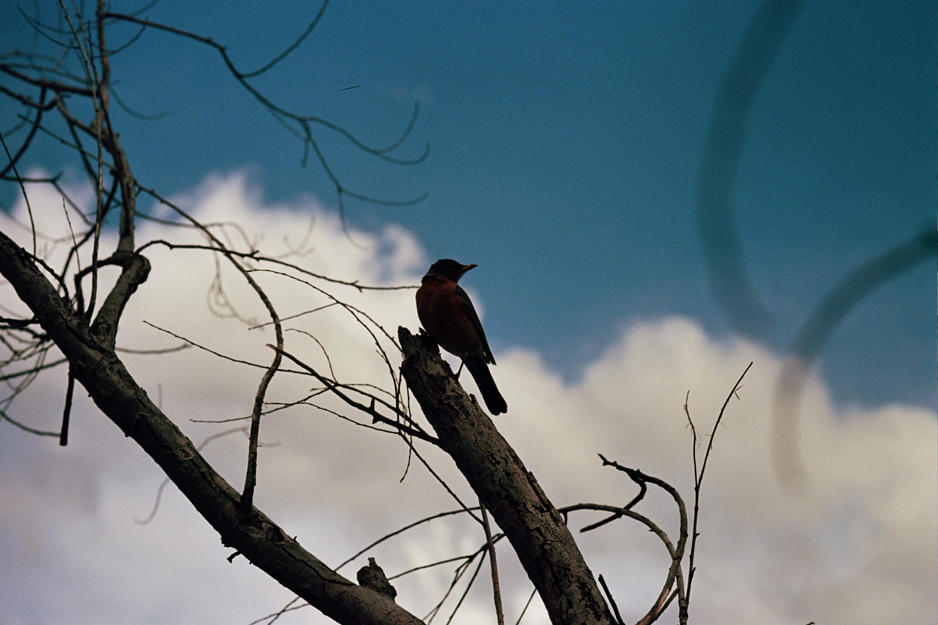 Film photo of a robin in WA State.